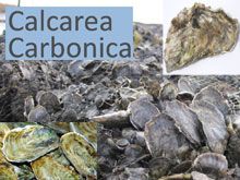 《靈丹妙藥的同類療法》- EP45 - 碳酸鈣 Calcarea Carbonica