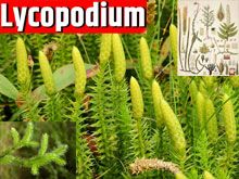 《靈丹妙藥的同類療法》- EP67 - 石松 Lycopodium