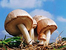 《自然療法與你》- EP301 - 巴西蘑菇的抗癌奇蹟