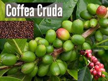 《靈丹妙藥的同類療法》- EP54 - 咖啡 Coffea Cruda