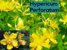 《靈丹妙藥的同類療法》- EP63 - 金絲桃 Hypericum Perforatum