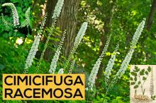 《靈丹妙藥的同類療法》- EP87 - 黑升麻 Cimicifuga Racemosa