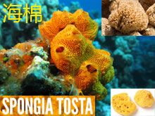 《靈丹妙藥的同類療法》- EP154 - 海棉 Spongia Tosta