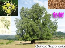 《靈丹妙藥的同類療法》- EP188 - 皂樹 Quillaja Saponaria