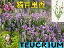 《靈丹妙藥的同類療法》- EP173 - 貓百里香 Teucrium Marum Verum