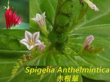 《靈丹妙藥的同類療法》- EP153 - 赤根草 Spigelia Anthelmintica