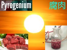 《靈丹妙藥的同類療法》- EP147 - 腐肉 Pyrogenium
