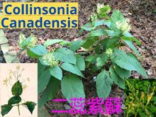 《靈丹妙藥的同類療法》- EP116 - 二蕊紫蘇 Collinsonia Canadensis