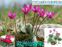 《靈丹妙藥的同類療法》- EP209 - 歐洲仙客來 Cyclamen Europaeum