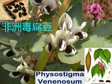 《靈丹妙藥的同類療法》- EP165 - 非洲毒扁豆 Physostigma Venenosum