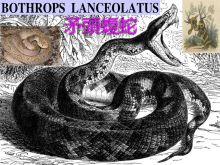 《靈丹妙藥的同類療法》- EP216 - 矛頭蝮蛇 Bothrops Lanceolatus