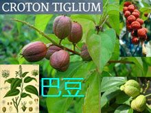 《靈丹妙藥的同類療法》- EP118 - 巴豆 Croton Tiglium