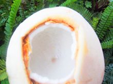 《生食食出新生》- EP168 - 食生食材大推薦：享受椰子基本法(椰子之3）