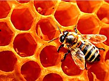 《自然療法與你》- EP261 - 蜂花粉的治療用途