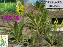 《靈丹妙藥的同類療法》- EP218 - 毛蕊花油 Verbascum Thapsus