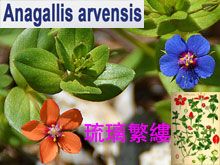 《靈丹妙藥的同類療法》- EP205 - 琉璃繁縷 Anagallis Arvensis