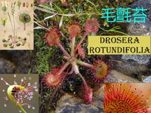 《靈丹妙藥的同類療法》- EP120 - 毛氈苔 Drosera Rotundifolia