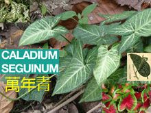《靈丹妙藥的同類療法》- EP109 - 萬年青 Caladium Seguinum