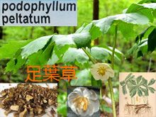 《靈丹妙藥的同類療法》- EP146 - 足葉草 Podophyllum Peltatum