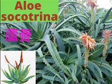 《靈丹妙藥的同類療法》- EP99 - 蘆薈 Aloe Socotrina