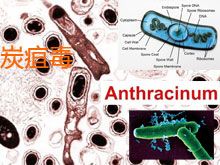 《靈丹妙藥的同類療法》- EP101 - 炭疽毒 Anthracinum