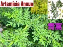 《靈丹妙藥的同類療法》- EP213 - 青蒿 Artemisia Annua