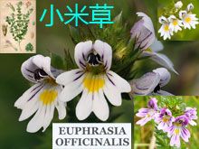 《靈丹妙藥的同類療法》- EP121 - 小米草 Euphrasia Officinalis