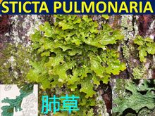 《靈丹妙藥的同類療法》- EP134 - 肺草 Sticta Pulmonaria
