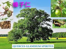 《靈丹妙藥的同類療法》- EP187 - 橡子仁 Quercus Glandus Spiritus