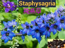 《靈丹妙藥的同類療法》- EP155 - 飛燕草 Staphysagria