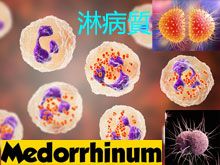 《靈丹妙藥的同類療法》- EP132 - 淋病質 Medorrhinum