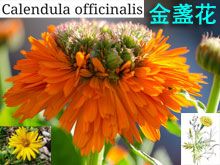 《靈丹妙藥的同類療法》- EP177 - 金盞花 Calendula Officinalis