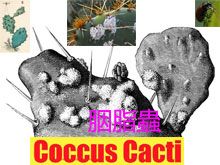 《靈丹妙藥的同類療法》- EP115 - 胭脂蟲 Coccus Cacti