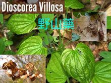 《靈丹妙藥的同類療法》- EP119 - 野山藥 Dioscorea Villosa