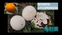 《靈丹妙藥的同類療法》- EP221 - 馬勃菌 Bovista Lycoperdon